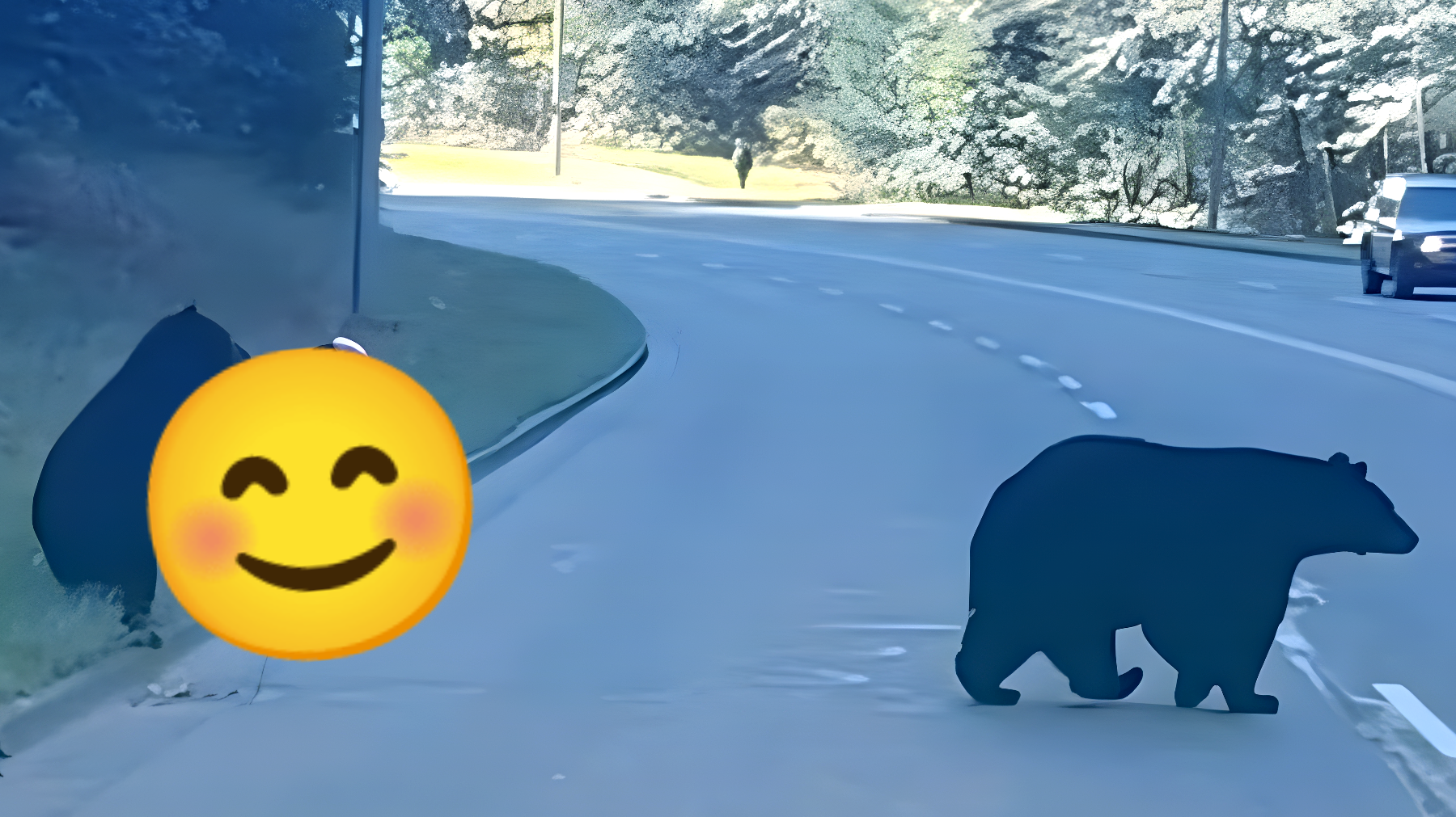 L'incredibile momento di un cucciolo d'orso: la sua reazione a un palloncino rosso sta facendo il giro del web