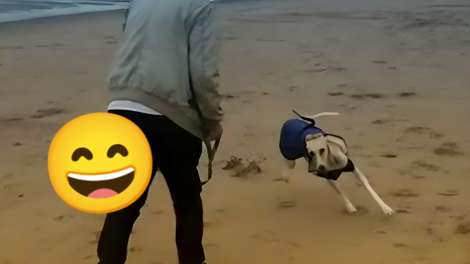 Scopri la libertà incontenibile di un cane salvato: la sua reazione sulla spiaggia ti emozionerà!