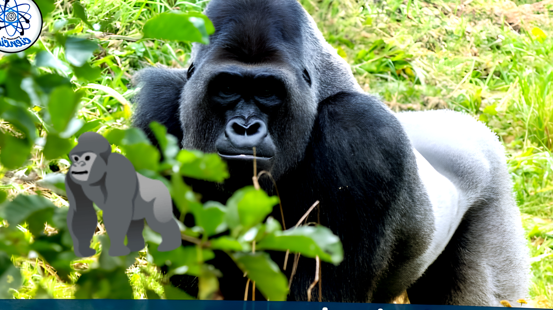 Gorilla e i loro comportamenti inspiegabili: gli scienziati sulle tracce di una scoperta rivoluzionaria