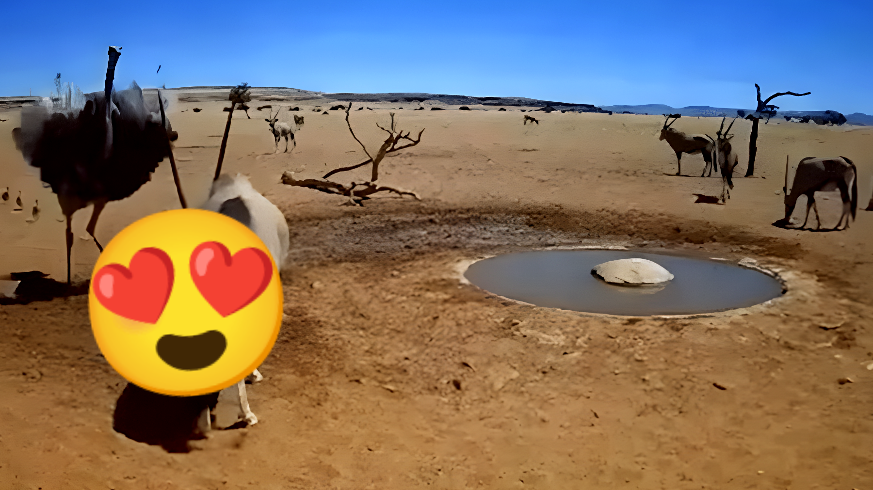 Nel cuore del Namib, il fenomeno che sta affascinando il mondo: gli animali si raccolgono e ti ipnotizzeranno!