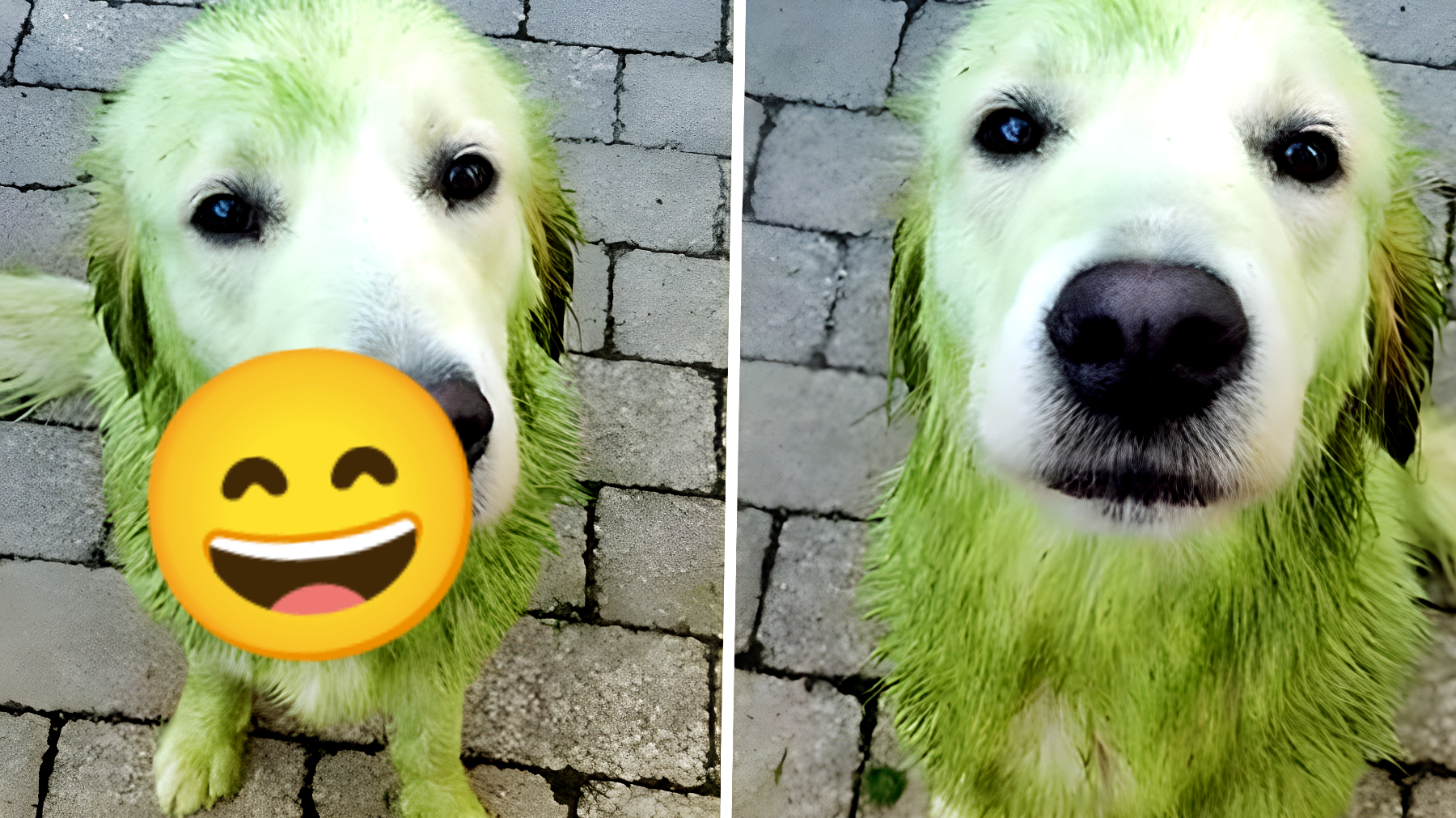 Incredibile metamorfosi: Golden Retriever diventa il Grinch! Cosa sta accadendo?