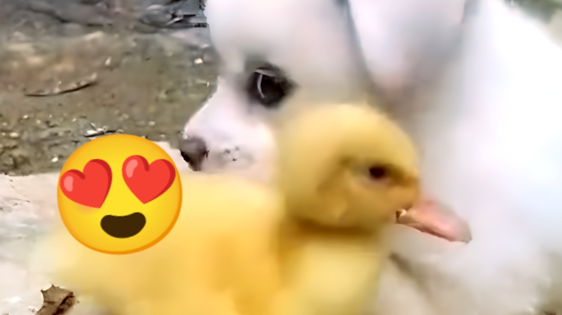 Video di cuccioli e anatroccoli che ti faranno sciogliere il cuore: la dolcezza è assicurata!